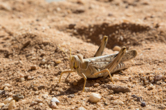 2014_jordan_wadi-rum091_1200x800