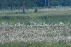 2012_nepal_chitwan016_1200x800