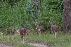 2012_nepal_chitwan113_1200x800